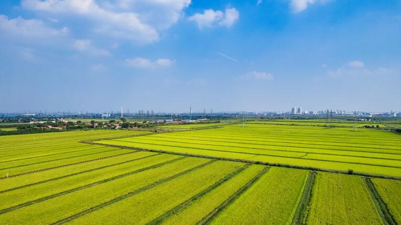 智能溫控系統(tǒng)：大棚種植的“恒溫守護(hù)者”**