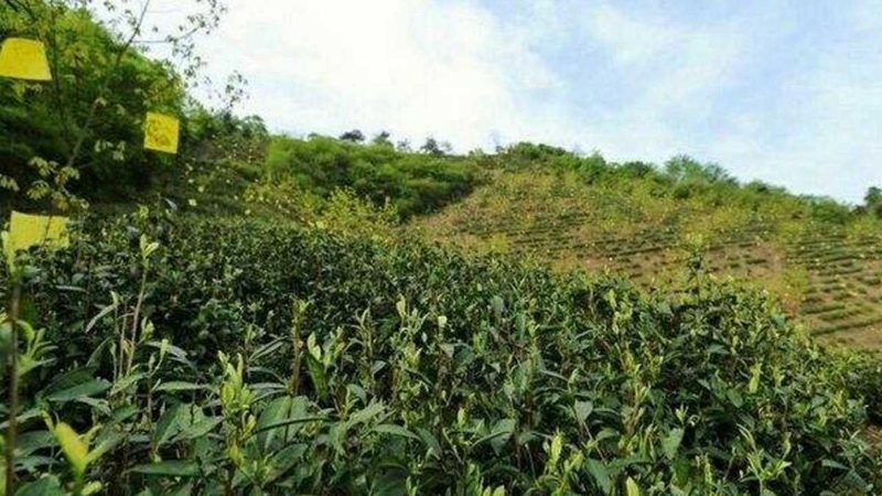 糧食種子代理加盟，如何把握關(guān)鍵條件？**