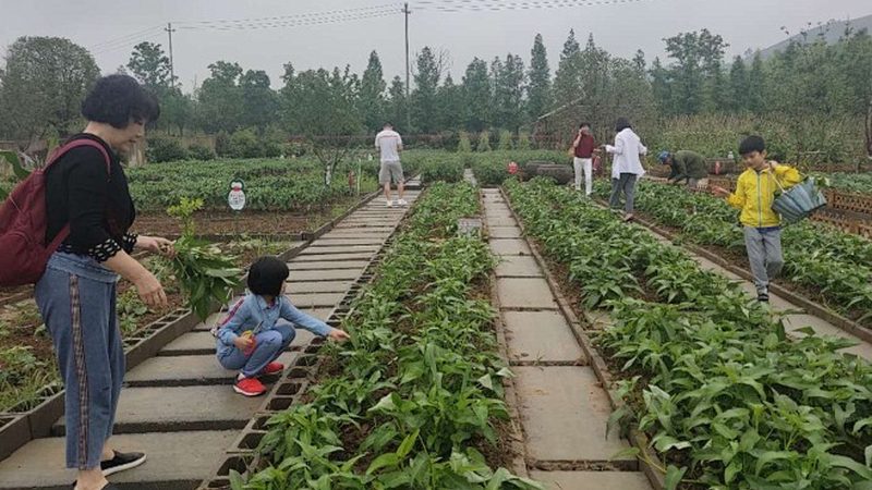 生態(tài)農(nóng)業(yè)大棚種植產(chǎn)量提升方法