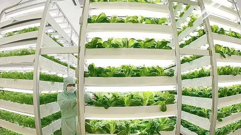 陽臺上的田園夢：家庭陽臺種植技術(shù)解析**