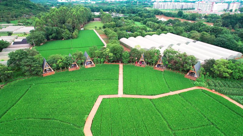 種植培訓(xùn)課程大綱：如何提升農(nóng)業(yè)種植技能**